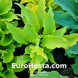 Hosta Green Lava