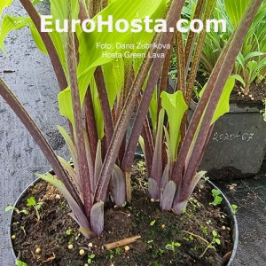 Hosta Green Lava