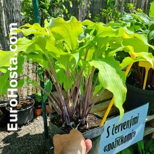 Hosta Green Lava