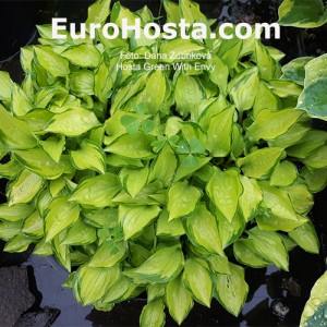 Hosta Green With Envy - Eurohosta