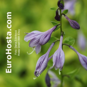 Hosta Green With Envy - Eurohosta