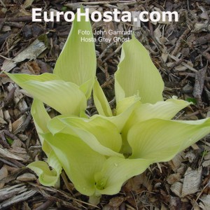 Hosta Grey Ghost