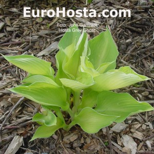 Hosta Grey Ghost