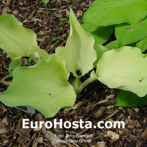 Hosta Grey Ghost