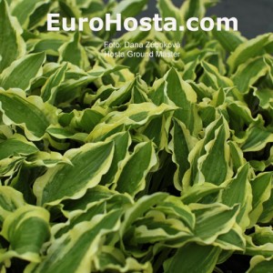 Hosta Ground Master - Eurohosta