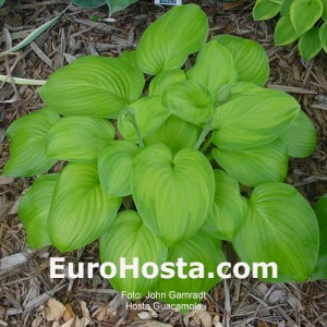 Hosta Guacamole - Eurohosta