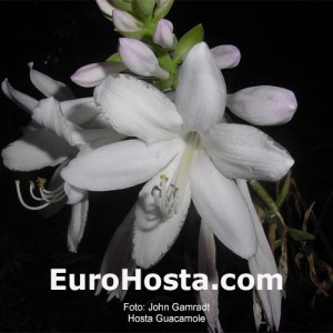 Hosta Guacamole - Eurohosta