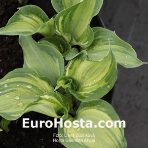 Hosta Guardian Angel - Eurohosta