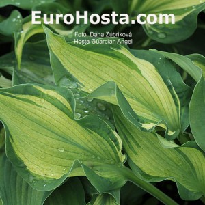 Hosta Guardian Angel - Eurohosta