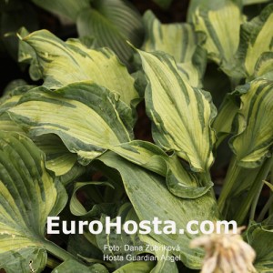 Hosta Guardian Angel - Eurohosta