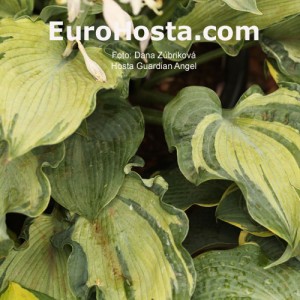 Hosta Guardian Angel - Eurohosta