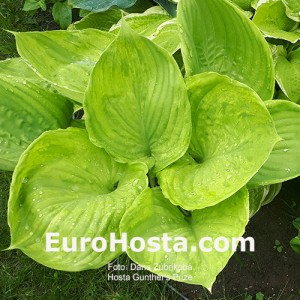 Hosta Gunther's Prize