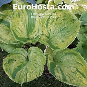 Hosta Gunther's Prize