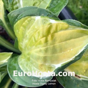 hosta Gypsy Lemon