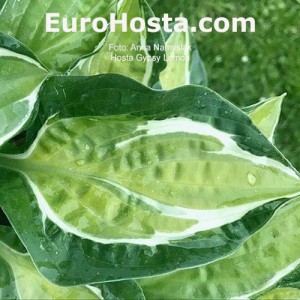 hosta Gypsy Lemon