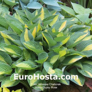 Hosta Gypsy Rose - Eurohosta