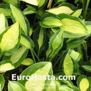 Hosta Gypsy Rose - Eurohosta