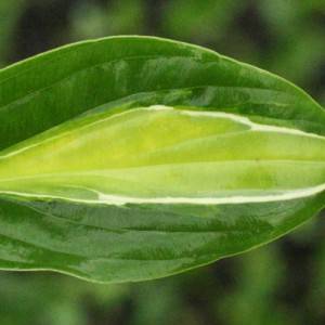 Hosta Gypsy Rose - Eurohosta