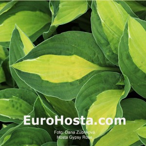 Hosta Gypsy Rose - Eurohosta