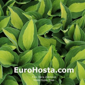 Hosta Gypsy Rose - Eurohosta