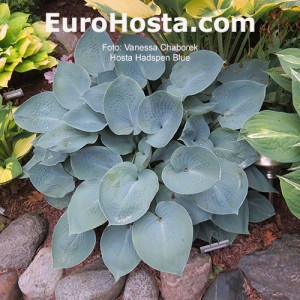 Hosta Hadspen Blue - Eurohosta