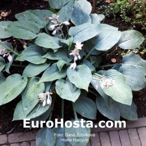 Hosta Halcyon - Eurohosta