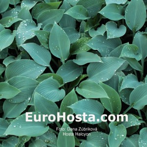 Hosta Halcyon - Eurohosta