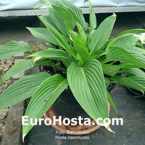 Hosta Hammmurabi