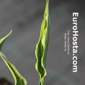 Hosta Hands Up - Eurohosta