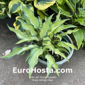 Hosta Hanjas Dean