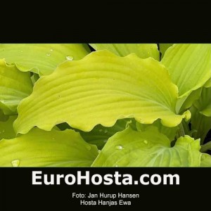 Hosta Hanjas Ewa