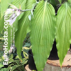 Hosta Hanjas Hanging Tree