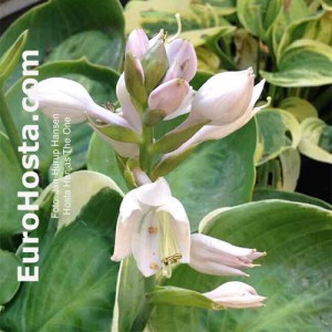Hosta Hanjas The One