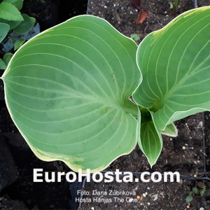 Hosta Hanjas The One