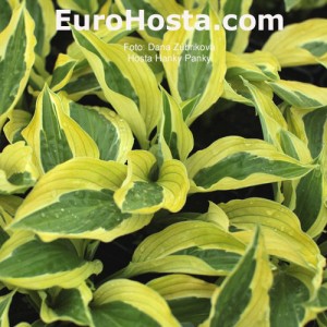 Hosta Hanky Panky - Eurohosta