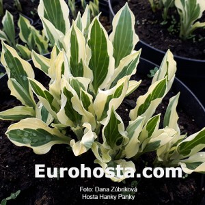 Hosta Hanky Panky - Eurohosta