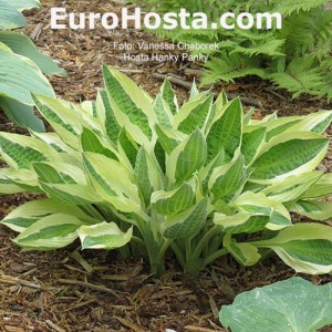 Hosta Hanky Panky - Eurohosta