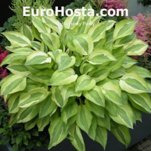 Hosta Hanky Panky - Eurohosta