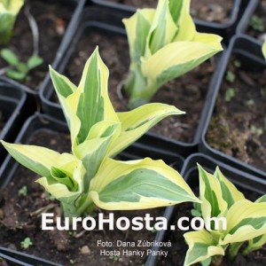 Hosta Hanky Panky - Eurohosta