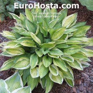 Hosta Hanky Panky - Eurohosta