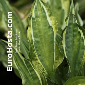 Hosta Hanky Panky - Eurohosta