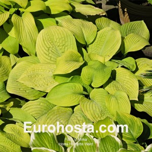 Hosta Harriette Ward