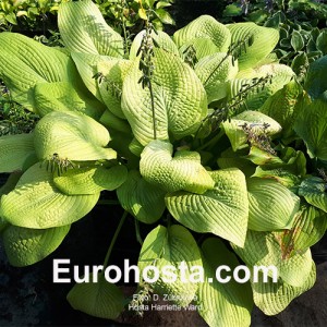 Hosta Harriette Ward