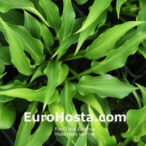 Hosta Harry van Trier - Eurohosta