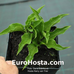 Hosta Harry van Trier - Eurohosta