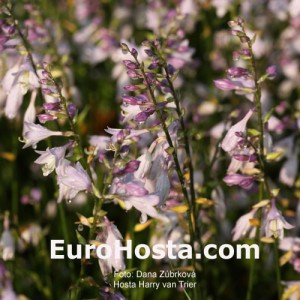 Hosta Harry van Trier - Eurohosta