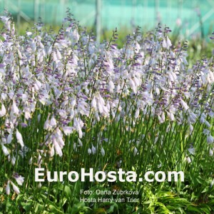 Hosta Harry van Trier - Eurohosta