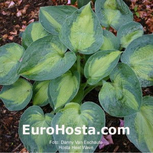 Hosta Heat Wave - Eurohosta