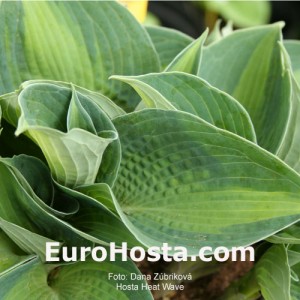 Hosta Heat Wave - Eurohosta