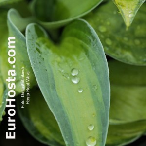 Hosta Heat Wave - Eurohosta